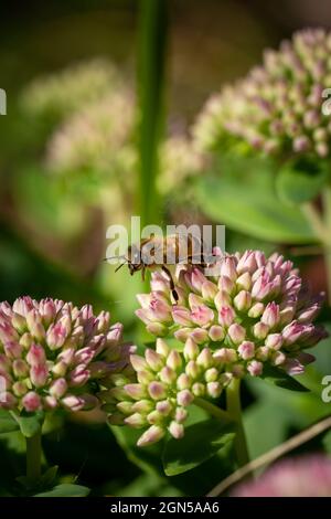 close-up of a honey bee in flight taking off from a pink flower Stock Photo