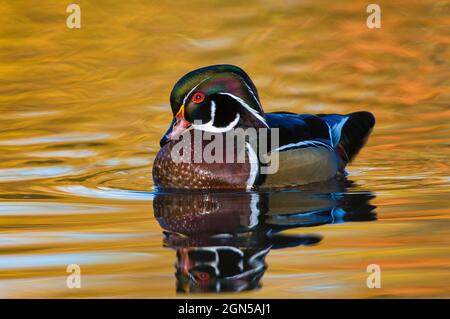 Wood duck (Aix sponsa) and reflection in a pond at North Chagrin Reservation, Ohio, USA Stock Photo