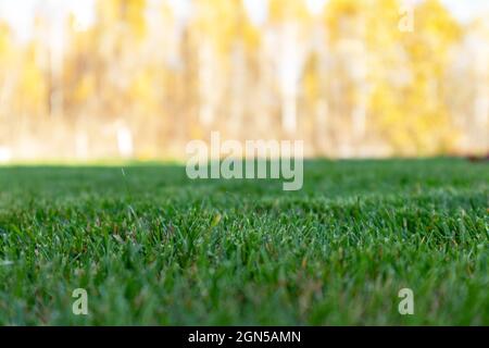 Autumn season, lawn mowing in the garden. Stock Photo