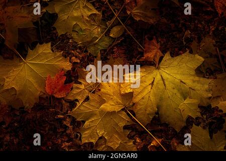 Leaf Litter, Michigan Stock Photo
