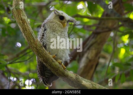 owls in the day time Stock Photo