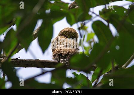 owls in the day time Stock Photo