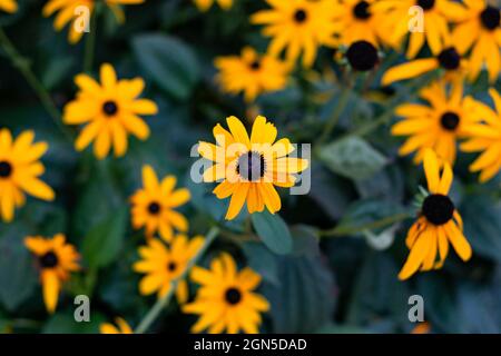 Flower of black-eyed-susan or coneflower. The bright yellow flowers of Rudbeckia fulgida in the garden Stock Photo