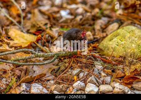 A Star-nosed mole (Condylura cristata) searching for food in Michigan, USA. Stock Photo