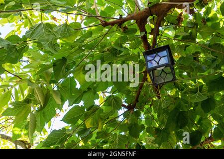 Lantern hanging on a green summer tree branch. Metal and glass light decorative lamp outdoors in day light Stock Photo
