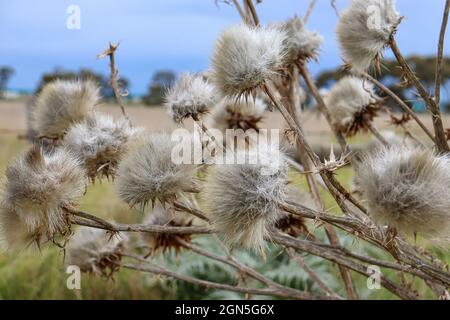 View of the seed heads of nettles against blue sky in the field on a sunny day Stock Photo
