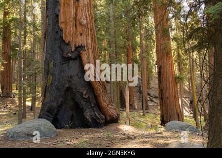 Damaged, burnt Sequoia trees from 2020 Castle Fire at Sequoia National Park, California, USA Stock Photo
