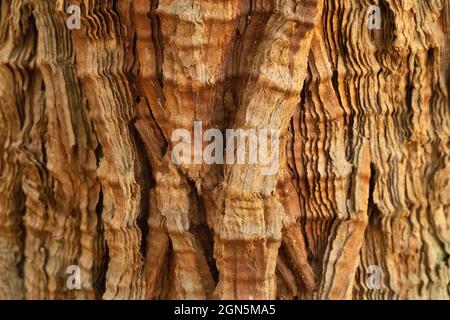 Close-up textured detail of a Sequoia tree trunk at Sequoia National Park, California, USA Stock Photo