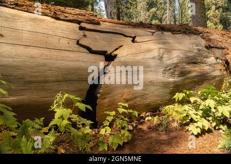 Fallen Cracked Sequoia Tree Trunk Lying on the Forest Floor at Sequoia National Park, California, USA Stock Photo