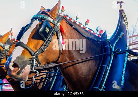 A horse with blinders appears to smile during the Joe Cain Day Mardi Gras parade, Feb. 7, 2016, in Mobile, Alabama. Stock Photo