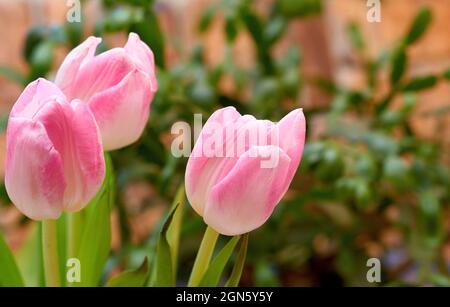 Three pink tulips on a background of green branches and a brick wall Stock Photo