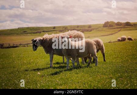 Group of sheep grazing beside the Cleveland way coastal path in North Yorkshire,UK Stock Photo