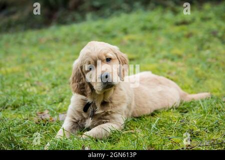 Eight week old Golden Retriever puppy 'Beau' resting in his lawn in Issaquah, Washington, USA Stock Photo