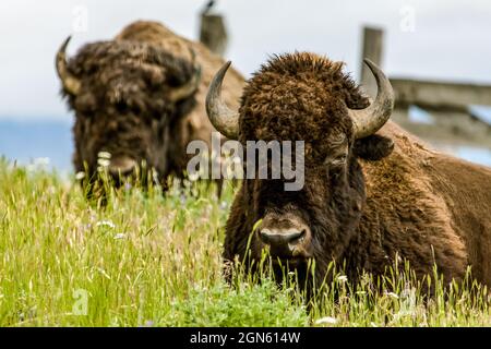 National Bison Range, Montana, USA.  Two bison resting in a meadow. Stock Photo