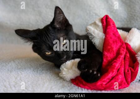 Two month old black kitten, Mr. Pickles, chewing on the pom pom of a santa hat (PR) Stock Photo