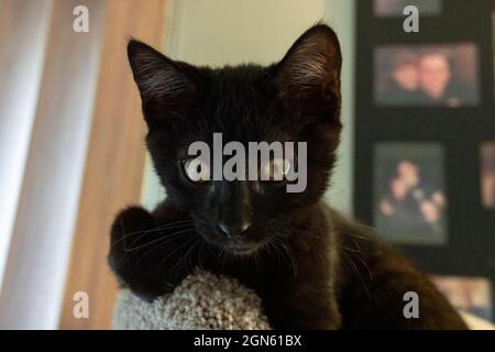 Close-up of a two month old black kitten, Mr. Pickles, resting on a cat tower (PR) Stock Photo
