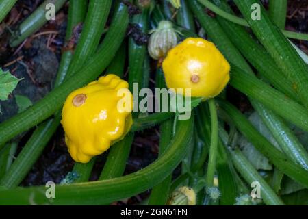 Issaquah, Washington, USA.  Pattypan Squash plant, a summer squash notable for its small size, round and shallow shape, and scalloped edges. Stock Photo