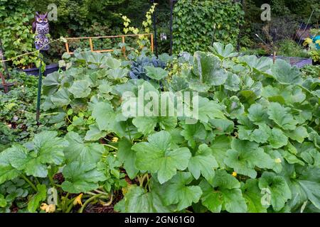 Issaquah, Washington, USA.  Thick grouping of Pattypan Squash plants Stock Photo