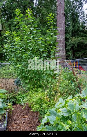 Issaquah, Washington, USA.  Sun Choke plants ready for harvest.  They are also known as Jerusalem Artichokes or Sunroots. They are not related to Arti Stock Photo