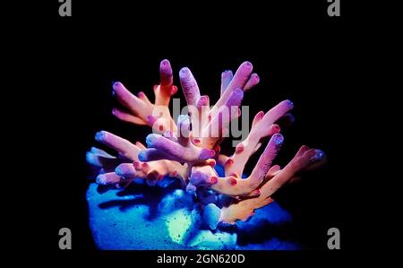 Acropora echinata is a species of Acroporidae short polyps stony corals Stock Photo