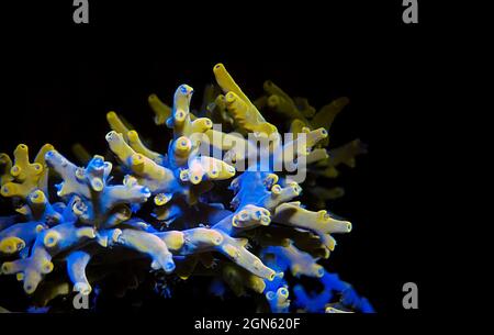 Acropora echinata is a species of Acroporidae short polyps stony corals Stock Photo