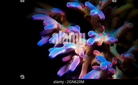 Acropora echinata is a species of Acroporidae short polyps stony corals Stock Photo