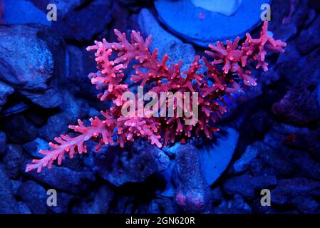 Red Dragon Acropora SPS coral - Acropora Echinata Stock Photo