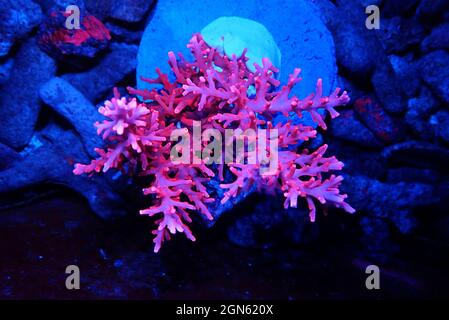 Red Dragon Acropora SPS coral - Acropora Echinata Stock Photo