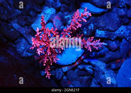 Red Dragon Acropora SPS coral - Acropora Echinata Stock Photo