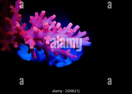 Red Dragon Acropora SPS coral - Acropora Echinata Stock Photo