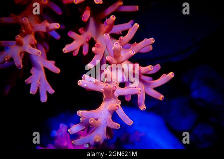 Red Dragon Acropora SPS coral - Acropora Echinata Stock Photo