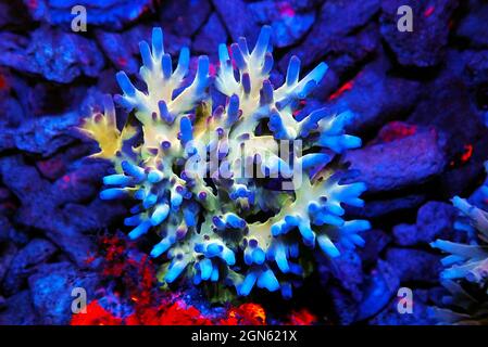 Acropora echinata is a species of Acroporidae short polyps stony corals Stock Photo