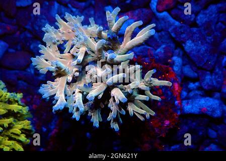 Acropora echinata is a species of Acroporidae short polyps stony corals Stock Photo