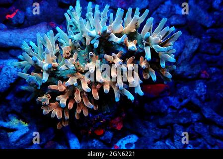 Acropora echinata is a species of Acroporidae short polyps stony corals Stock Photo