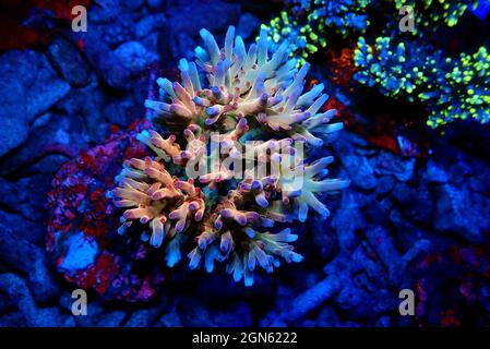 Acropora echinata is a species of Acroporidae short polyps stony corals Stock Photo