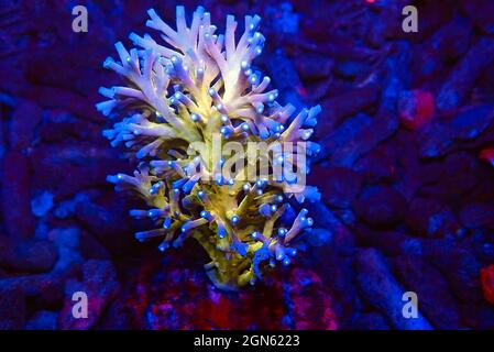 Acropora echinata is a species of Acroporidae short polyps stony corals Stock Photo