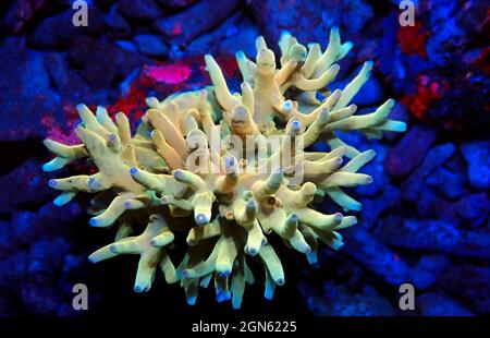 Acropora echinata is a species of Acroporidae short polyps stony corals Stock Photo