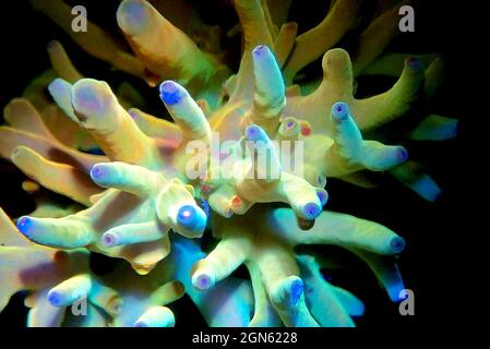 Acropora echinata is a species of Acroporidae short polyps stony corals Stock Photo