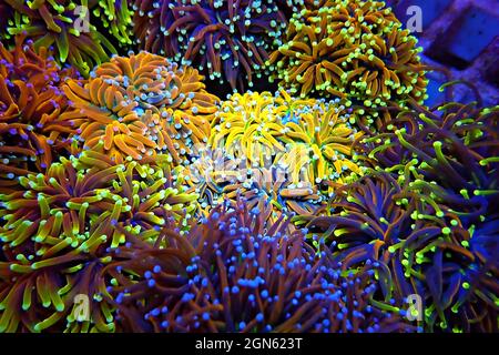 Golden Torch Coral Rare and Expensive - Euphyllia Glabrescens Stock Photo