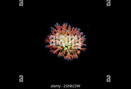 Acropora tenuis - colorful sps coral is famous in stock exchange worldwide Stock Photo