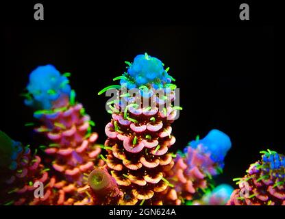 Acropora millepora colorful sps coral on black background Stock Photo