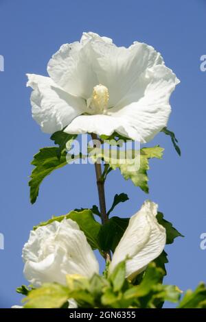 White Hibiscus 'Diana' Rose Of Sharon Stock Photo