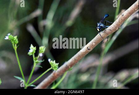 Macro black Common Thread-waisted Wasp (Eremnophila aureonotata) Stock Photo