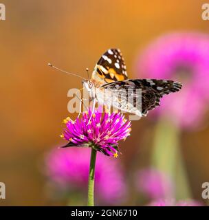 A Painted Lady butterfly with a long tongue peppered with yellow pollen, sitting atop a deep pink Fireworks Flower (Gomphrena globosa). Stock Photo