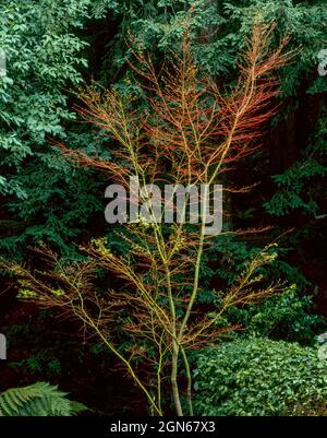 Budding Japanese Maple, Fern Canyon Garden, Mill Valley, California Stock Photo