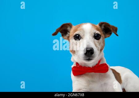 Adorable purebred Jack Russell Terrier puppy with bright red bow tie collar looking at camera against blue background with blank space Stock Photo