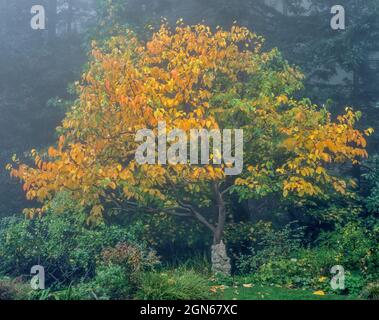 Morning Fog, Japanese Kaki Persimmon, Fern Canyon Garden, Mill Valley, California Stock Photo