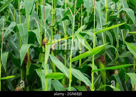 Field of green corn maize plants. Stock Photo