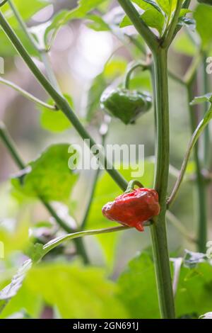 hottest capsicum chinense, habanero chili peppers plant with red and green chili peppers, closeup side view homegrown plant in the garden Stock Photo