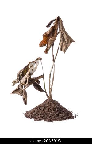 dried dead tree plant with soil, isolated on white background Stock Photo